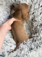 Maybel , a female Miniature Dachshund for sale in Chillicothe, OH – 2 of 3