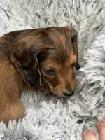 Rouge, a female Miniature Dachshund for sale in Chillicothe, OH – 3 of 3