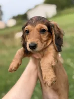 Rouge, a female Miniature Dachshund for sale in Chillicothe, OH – 4 of 10