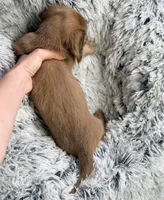 Dipper , a male Miniature Dachshund for sale in Chillicothe, OH – 3 of 4
