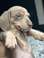 Iris, a female Miniature Dachshund for sale in Chillicothe, OH – 1 of 4