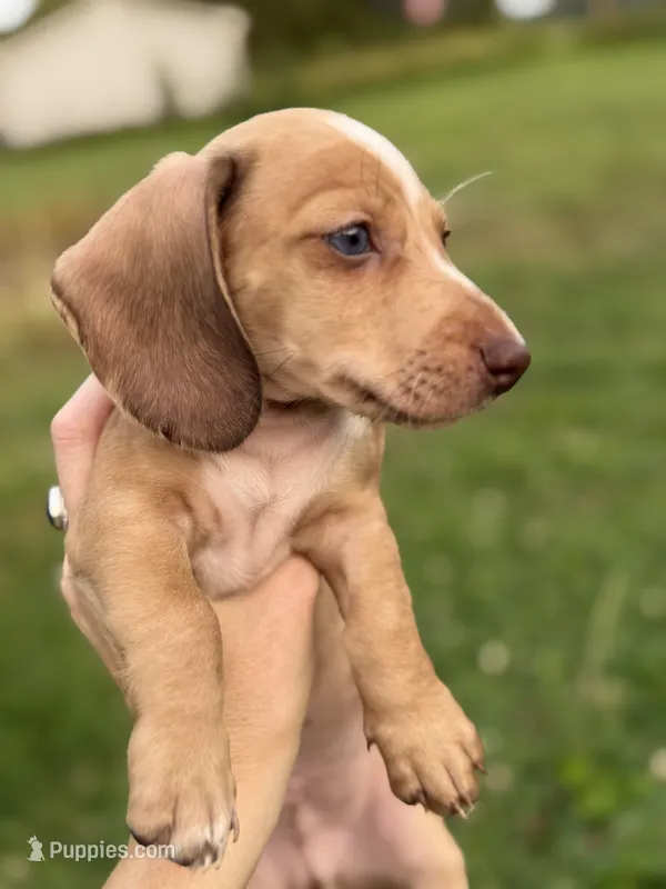 Willy Beans  – Miniature Dachshund puppy for sale in Chillicothe, OH