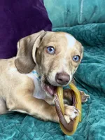 Willy , a male Miniature Dachshund for sale in Chillicothe, OH – 10 of 10