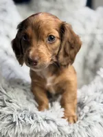 Rusty Buckets , a male Miniature Dachshund for sale in Chillicothe, OH – 2 of 6