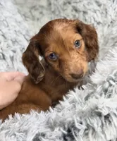 Rusty Buckets , a male Miniature Dachshund for sale in Chillicothe, OH – 3 of 6