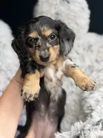 Oreo , a female Miniature Dachshund for sale in Chillicothe, OH – 1 of 2