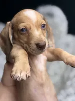 Willy Beans , a male Miniature Dachshund for sale in Chillicothe, OH – 2 of 3