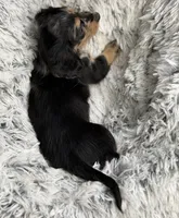 Oreo , a female Miniature Dachshund for sale in Chillicothe, OH – 2 of 2