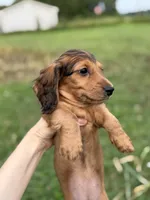 Rouge, a female Miniature Dachshund for sale in Chillicothe, OH – 6 of 10