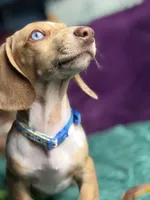 Willy , a male Miniature Dachshund for sale in Chillicothe, OH – 2 of 10
