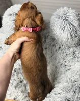 Rouge, a female Miniature Dachshund for sale in Chillicothe, OH – 9 of 10