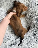 Rusty Buckets , a male Miniature Dachshund for sale in Chillicothe, OH – 4 of 6