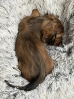 Rouge, a female Miniature Dachshund for sale in Chillicothe, OH – 2 of 3