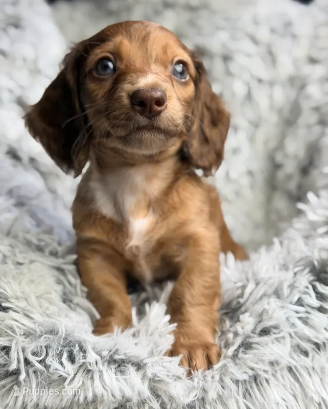 Rusty Buckets  – Miniature Dachshund puppy for sale in Chillicothe, OH