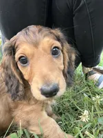 Rouge, a female Miniature Dachshund for sale in Chillicothe, OH – 7 of 10