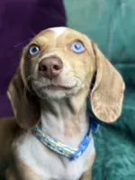 Willy , a male Miniature Dachshund for sale in Chillicothe, OH – 9 of 10