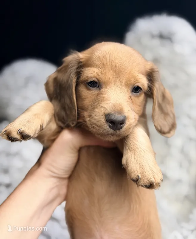 Dipper  – Miniature Dachshund puppy for sale in Chillicothe, OH