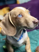 Willy , a male Miniature Dachshund for sale in Chillicothe, OH – 7 of 10