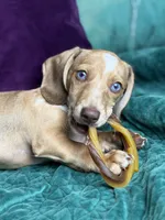 Willy , a male Miniature Dachshund for sale in Chillicothe, OH – 3 of 10