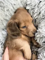 Dipper , a male Miniature Dachshund for sale in Chillicothe, OH – 4 of 4
