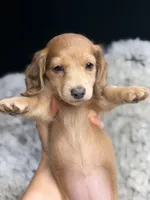 Maybel , a female Miniature Dachshund for sale in Chillicothe, OH – 3 of 3