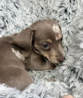 Iris, a female Miniature Dachshund for sale in Chillicothe, OH – 2 of 4