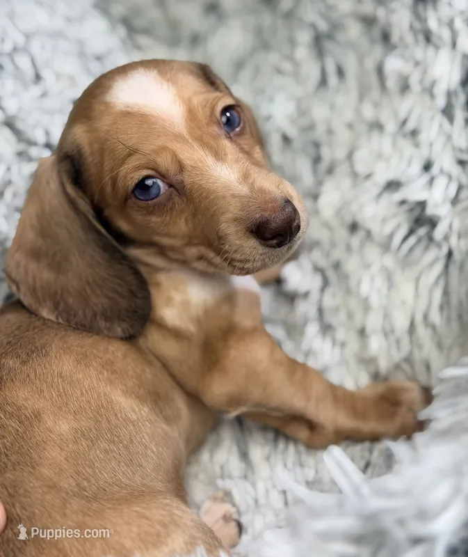 Willy Beans  – Miniature Dachshund puppy for sale in Chillicothe, OH