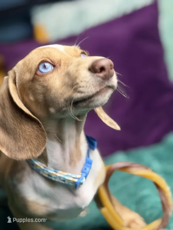 Willy  – Miniature Dachshund puppy for sale in Chillicothe, OH
