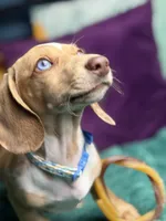 Willy , a male Miniature Dachshund for sale in Chillicothe, OH – 1 of 10
