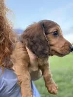 Rouge, a female Miniature Dachshund for sale in Chillicothe, OH – 2 of 10