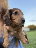 Rouge, a female Miniature Dachshund for sale in Chillicothe, OH – 3 of 10