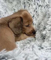 Dipper , a male Miniature Dachshund for sale in Chillicothe, OH – 2 of 4