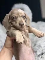 Iris, a female Miniature Dachshund for sale in Chillicothe, OH – 3 of 4
