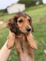 Rouge, a female Miniature Dachshund for sale in Chillicothe, OH – 1 of 10
