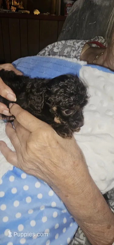 Fancy's boy3 – Poodle - Toy  puppy for sale in Clover, SC