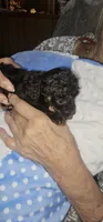 Fancy's boy3, a female Poodle - Toy  for sale in Clover, SC – 1 of 2