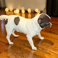 Scamp, a male Chihuahua for sale in Clover, SC – Photo 2 of 4