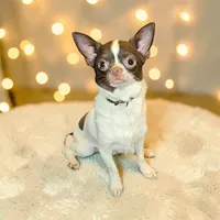 Scamp, a male Chihuahua for sale in Clover, SC – Photo 4 of 4