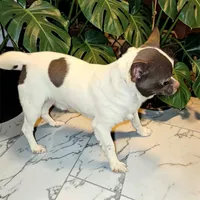 Scamp, a male Chihuahua for sale in Clover, SC – Photo 3 of 4