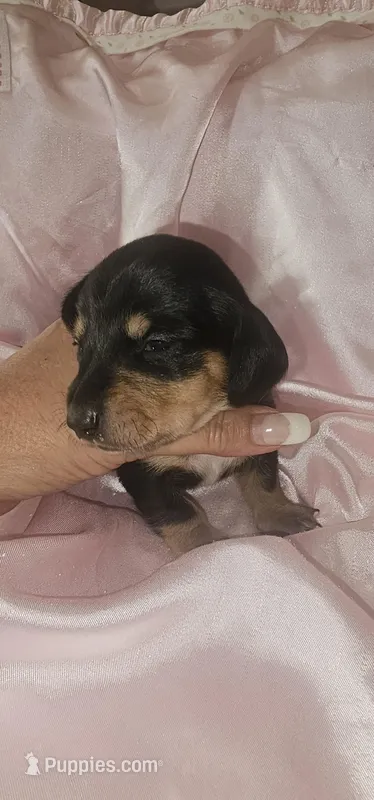 Pickles – Miniature Dachshund puppy for sale in Clover, SC