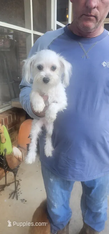 Sugar – Maltese puppy for sale in Clover, SC