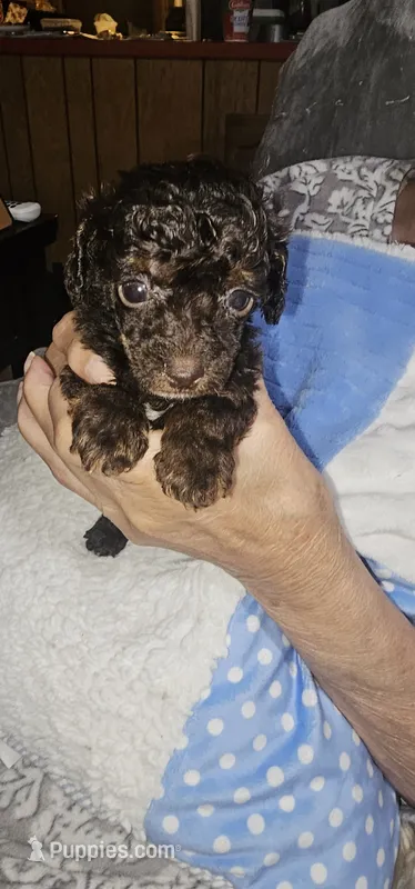 Fancy's boy2 – Poodle - Toy  puppy for sale in Clover, SC