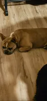 Harmony, a female French Bulldog for sale in Clover, SC – 1 of 5