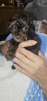 Fancy's Boy1, a female Poodle - Toy  for sale in Clover, SC – 1 of 1