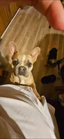 Harmony, a female French Bulldog for sale in Clover, SC – 3 of 5