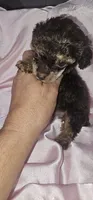 Baby Girl, a female Poodle - Toy  for sale in Clover, SC – 2 of 2