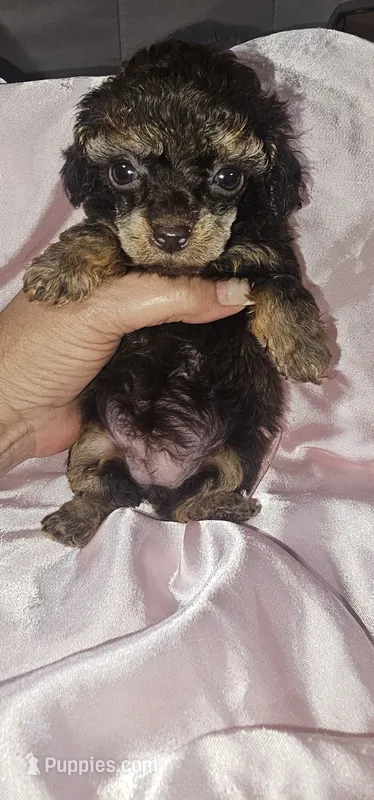 Baby Girl – Poodle - Toy  puppy for sale in Clover, SC