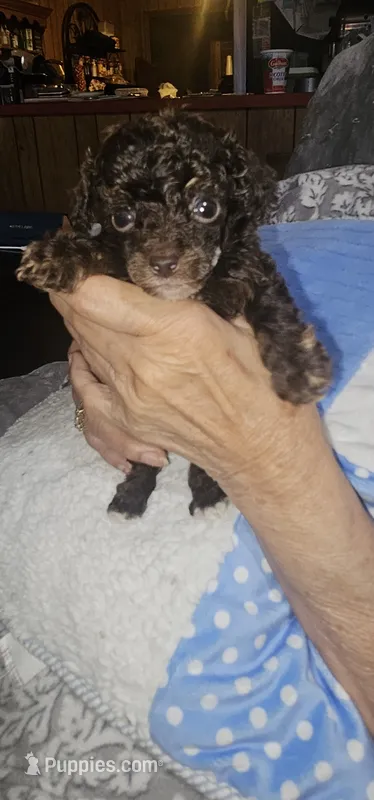 Fancy's boy4 – Poodle - Toy  puppy for sale in Clover, SC
