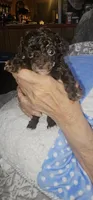 Fancy's boy4, a female Poodle - Toy  for sale in Clover, SC – 1 of 1