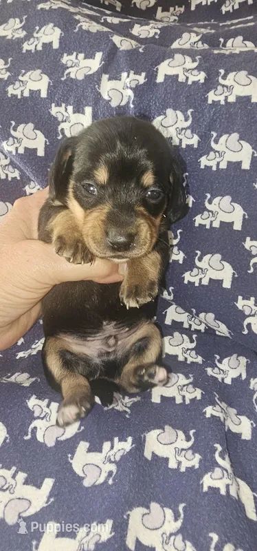 Buddy – Miniature Dachshund puppy for sale in Clover, SC